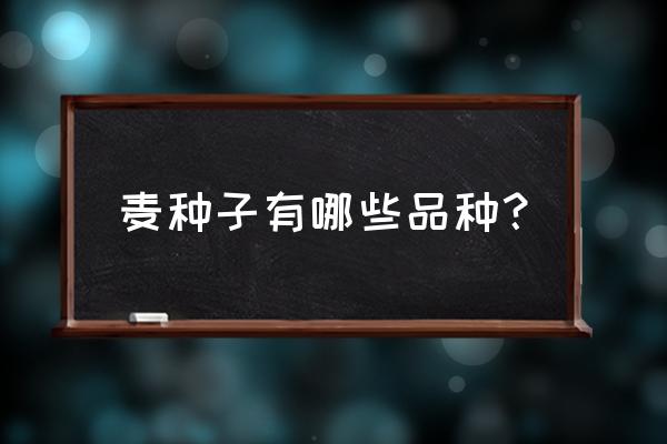 哪些种子适合播种 麦种子有哪些品种？