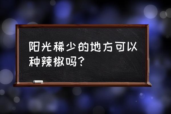 辣椒树第二年结的辣椒瘦小为什么 阳光稀少的地方可以种辣椒吗？