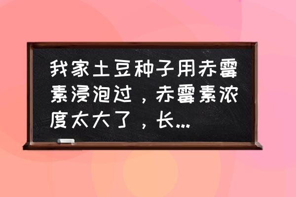 赤霉素催芽的缺点 我家土豆种子用赤霉素浸泡过，赤霉素浓度太大了，长出的苗子纤细瘦弱还只往高了长，请问有什么办法补救？