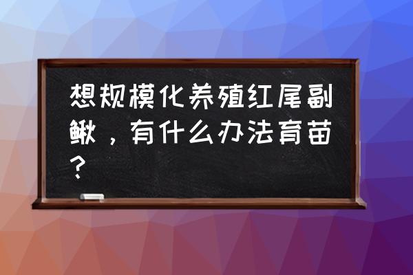 红尾副鳅怎么喂 想规模化养殖红尾副鳅，有什么办法育苗？