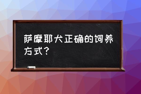 便宜养萨摩的方法 萨摩耶犬正确的饲养方式？