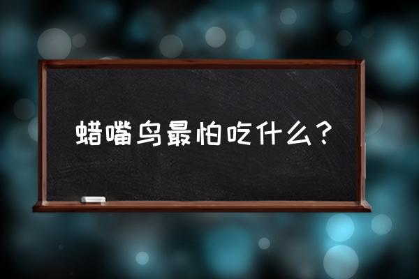 吃瓜子上火了吃什么降火最快 蜡嘴鸟最怕吃什么？