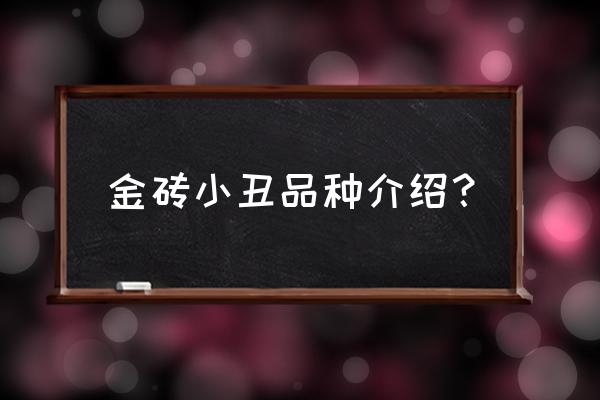 个人繁殖小丑鱼的经验分享 金砖小丑品种介绍？