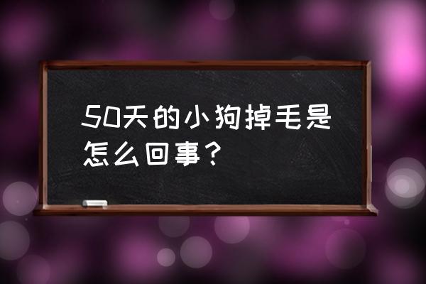 狗狗最近掉毛怎么回事 50天的小狗掉毛是怎么回事？