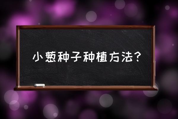 小香葱头怎样种植 小葱种子种植方法？