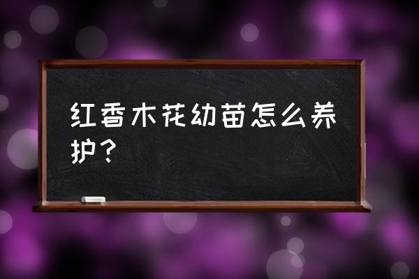 红木香的种植方法与技巧 红香木花幼苗怎么养护？