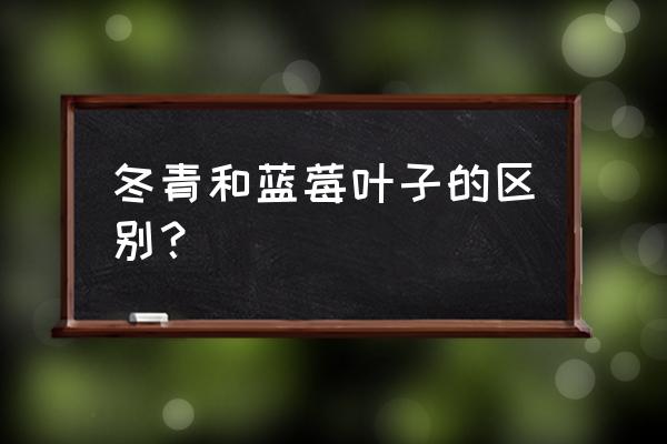 野生蓝莓叶子的功效与作用 冬青和蓝莓叶子的区别？