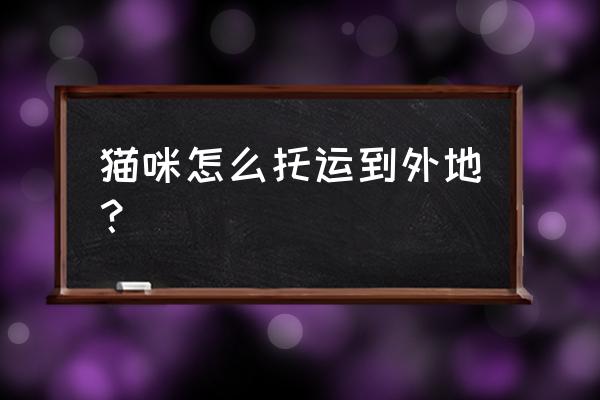 航空宠物托运收费标准 猫咪怎么托运到外地？