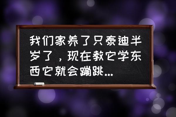 泰迪狗怎么训练直立行走 我们家养了只泰迪半岁了，现在教它学东西它就会蹦跳，不听也不学怎么办？