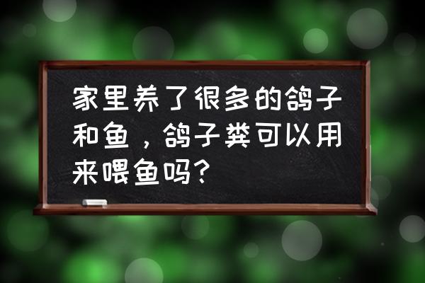 怎样用鸽子粪打窝钓鱼 家里养了很多的鸽子和鱼，鸽子粪可以用来喂鱼吗？