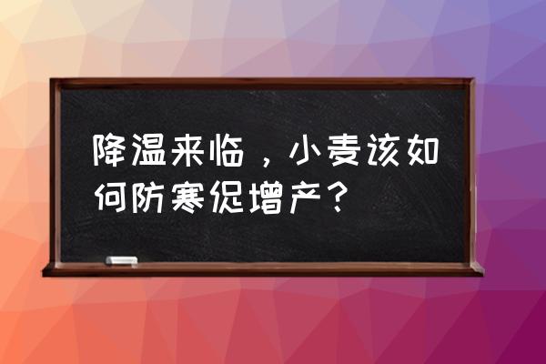 立春后如何防止小麦倒春寒 降温来临，小麦该如何防寒促增产？