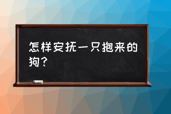 如何拉近和宠物距离 怎样安抚一只抱来的狗？