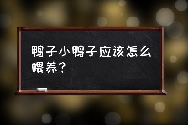 怎么正确喂养鸭 鸭子小鸭子应该怎么喂养？