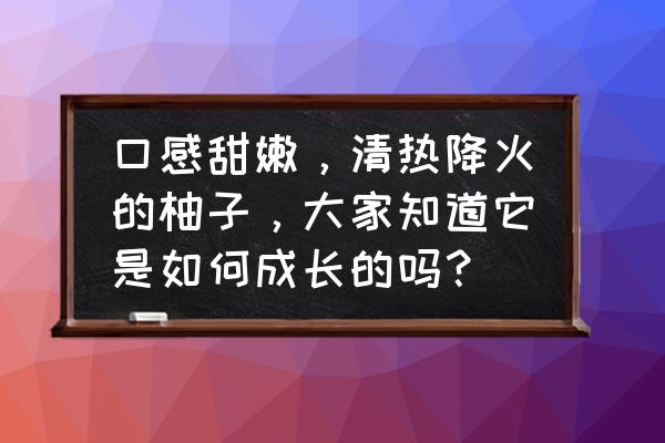 柚子在什么树上结的 口感甜嫩，清热降火的柚子，大家知道它是如何成长的吗？