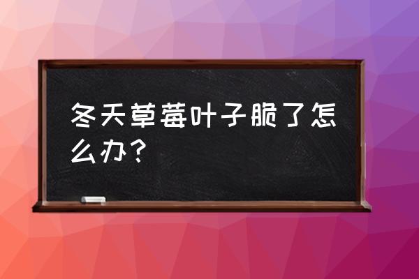 草莓缺钙的原因及解决办法 冬天草莓叶子脆了怎么办？