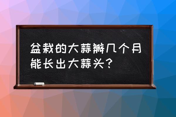 盆栽蒜苗的方法和步骤 盆栽的大蒜瓣几个月能长出大蒜头？