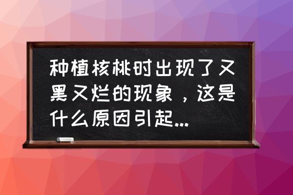 核桃炭疽病打什么药 种植核桃时出现了又黑又烂的现象，这是什么原因引起的？该如何处理？