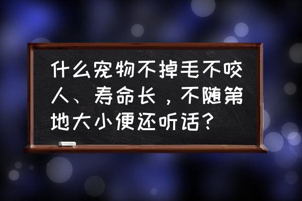 哪种宠物狗不怎么叫 什么宠物不掉毛不咬人、寿命长，不随第地大小便还听话？