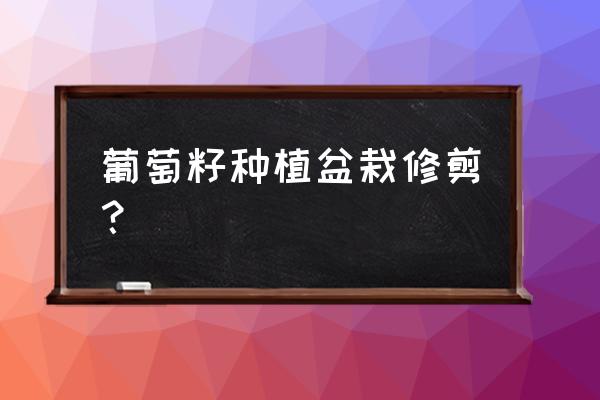 盆栽葡萄的修剪 葡萄籽种植盆栽修剪？