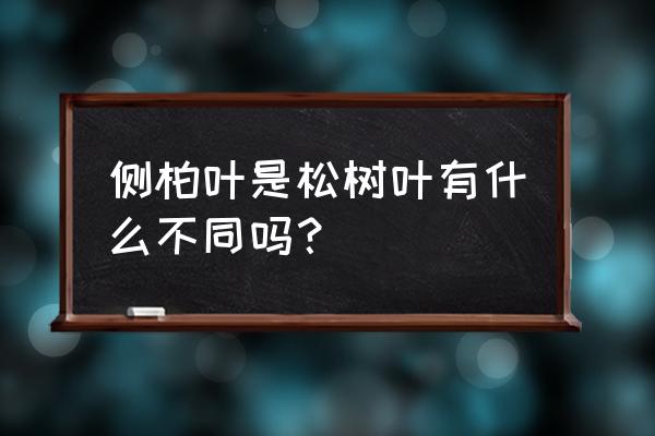 绿色松塔有什么药用价值 侧柏叶是松树叶有什么不同吗？