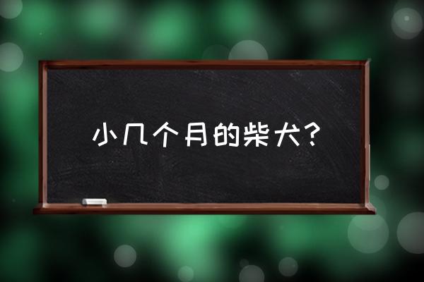 品相好的柴犬特点 小几个月的柴犬？