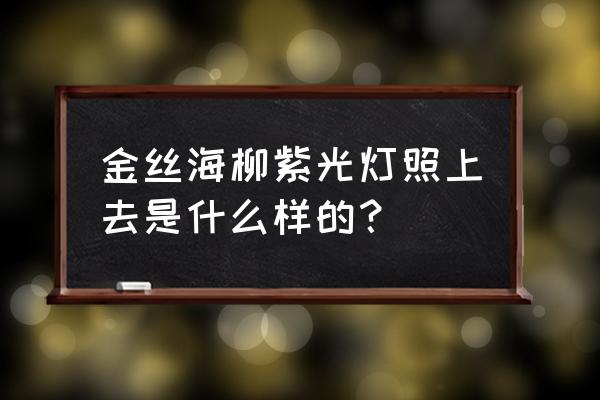 如何用紫光灯鉴别海柳 金丝海柳紫光灯照上去是什么样的？