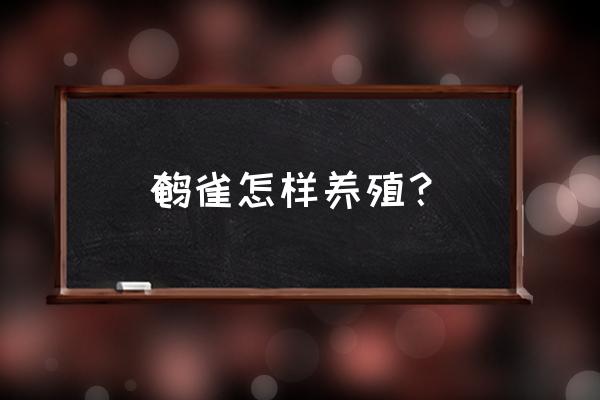 鹌鹑养殖技巧和方法自己家养殖 鹌雀怎样养殖？