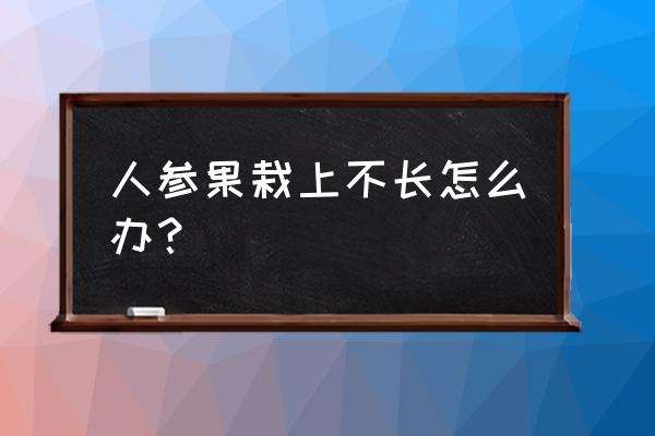 人参怎么养才能长得好 人参果栽上不长怎么办？