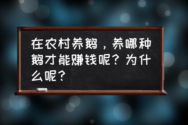 在家养殖什么最赚钱 在农村养鹅，养哪种鹅才能赚钱呢？为什么呢？