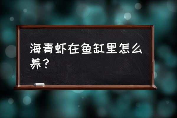 水晶虾缸换水的方法 海青虾在鱼缸里怎么养？