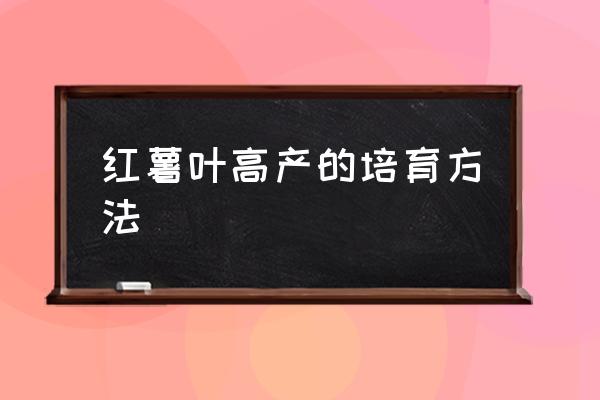 苕尖用什么肥料长得又快又嫩 红薯叶高产的培育方法