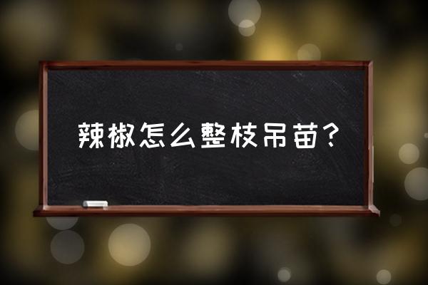 夜开花怎样整枝产量高 辣椒怎么整枝吊苗？