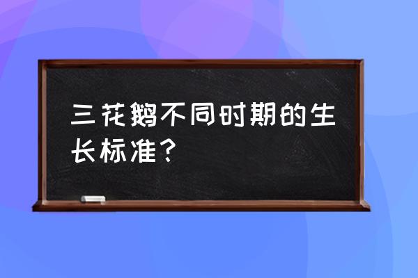 鹅多大认主人 三花鹅不同时期的生长标准？