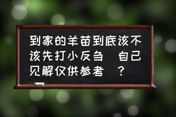 小反刍能治好吗 到家的羊苗到底该不该先打小反刍(自己见解仅供参考)？