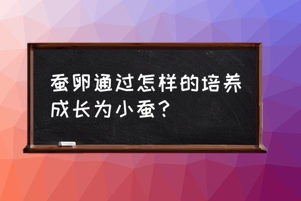 刚出生的蚕宝宝要怎么保温 蚕卵通过怎样的培养成长为小蚕？