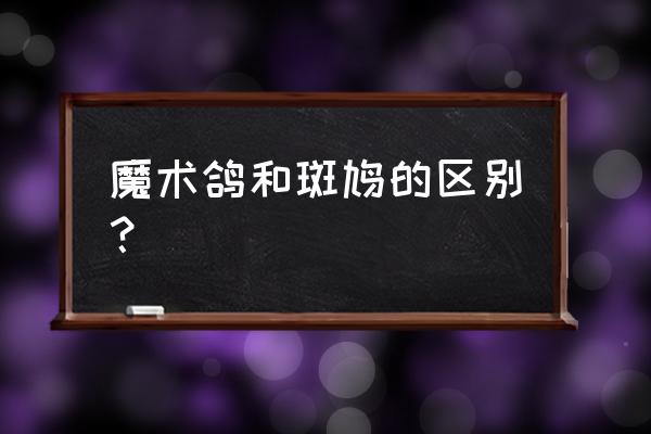 斑鸠和鸽子哪个对身体更好 魔术鸽和斑鸠的区别？