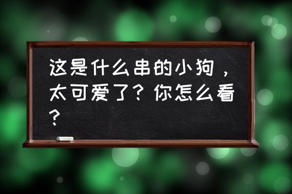 约克夏的五种美容造型 这是什么串的小狗，太可爱了？你怎么看？