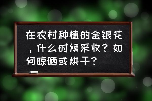 金银花采摘加工有讲究 在农村种植的金银花，什么时候采收？如何晾晒或烘干？