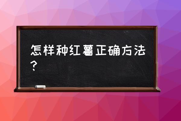 红薯怎么种最好 怎样种红薯正确方法？