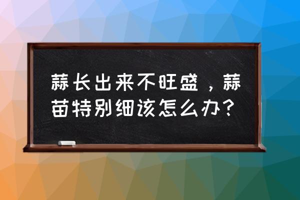 蒜苗怎么种才能长得又快又好 蒜长出来不旺盛，蒜苗特别细该怎么办？