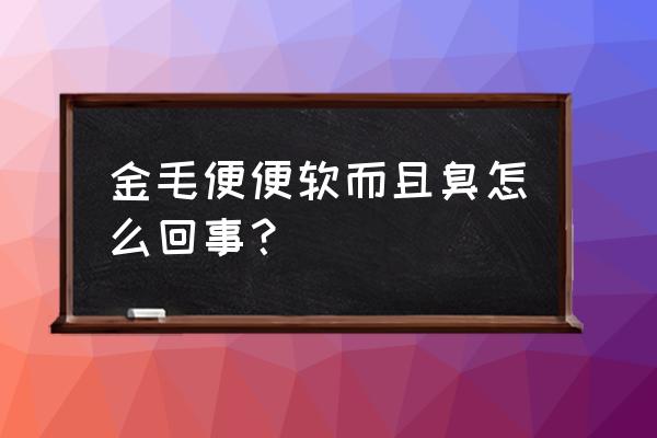 金毛狗怎么养才不臭呢 金毛便便软而且臭怎么回事？