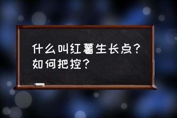 红薯苗的家常做法 什么叫红薯生长点？如何把控？