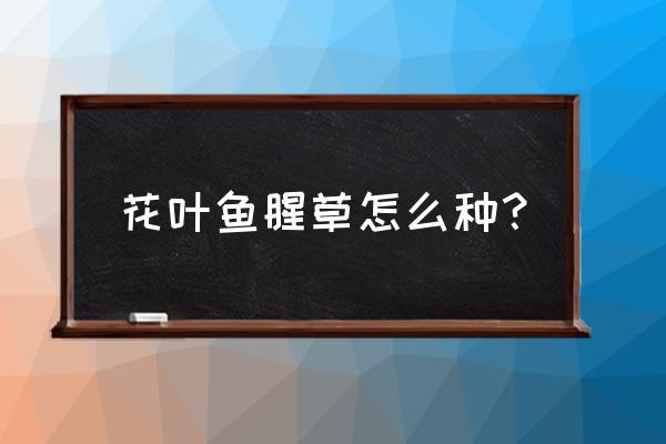 鱼腥草可以放室内养吗 花叶鱼腥草怎么种？