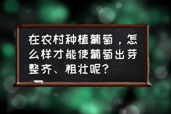 葡萄苗怎么培养主干 在农村种植葡萄，怎么样才能使葡萄出芽整齐、粗壮呢？