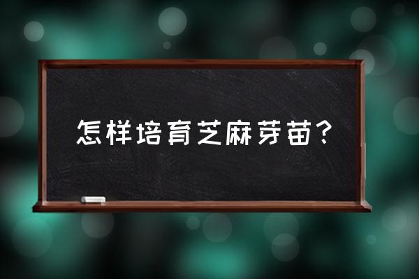 芝麻怎样选种子 怎样培育芝麻芽苗？