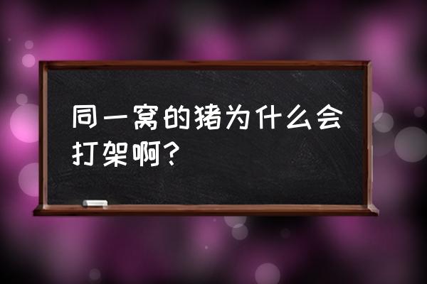 50斤的猪总是打架什么原因 同一窝的猪为什么会打架啊？