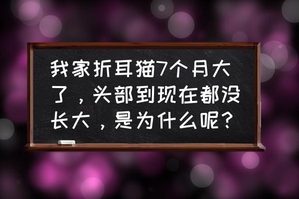 养折耳猫三大好处 我家折耳猫7个月大了，头部到现在都没长大，是为什么呢？