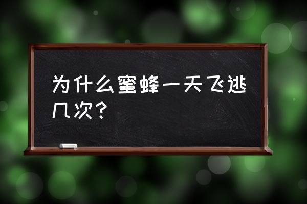 蜂群要飞逃有没有规律的时间 为什么蜜蜂一天飞逃几次？