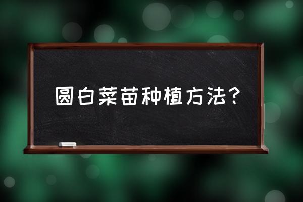 卷心菜种植时间与方法 圆白菜苗种植方法？