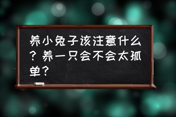 养兔子的过程中有哪些需要注意的 养小兔子该注意什么？养一只会不会太孤单？